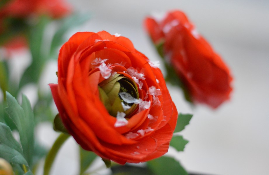 ý nghĩa của cây mao lương đỏ