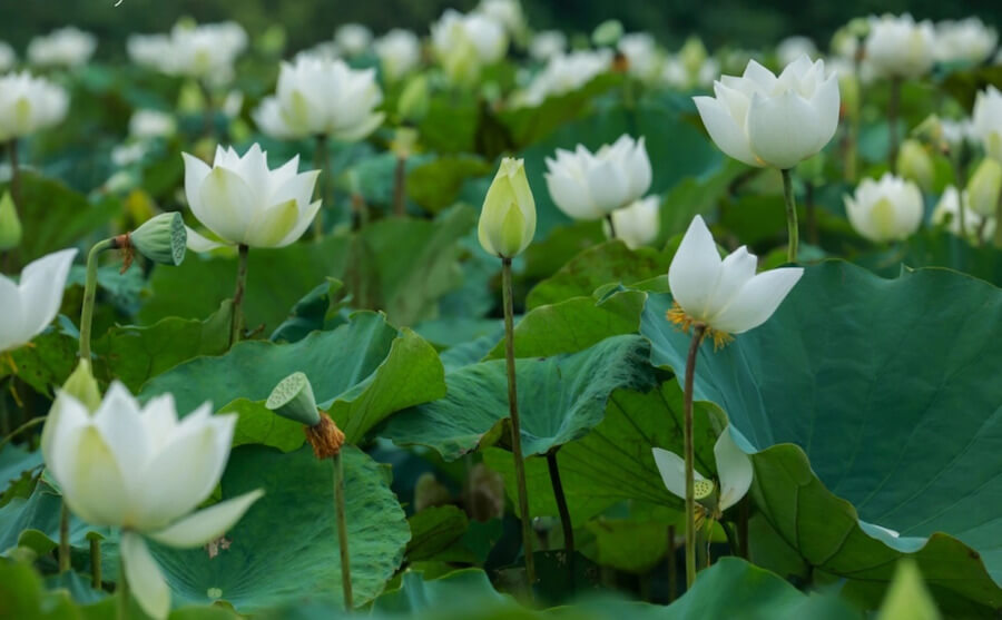 Mách bạn nhiều hơn 86 hình nền hoa sen trắng đám tang siêu hot - POPPY