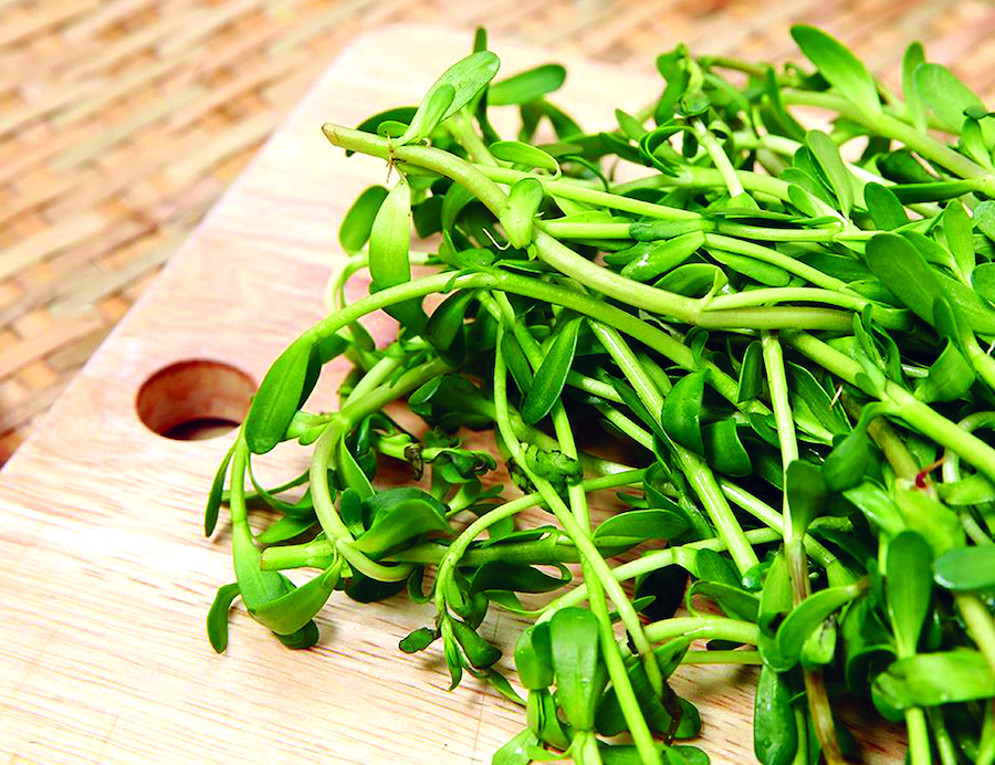Rau đắng và 1 số công dụng tuyệt vời đối với sức khỏe 1 Rau đắng là rau gì?