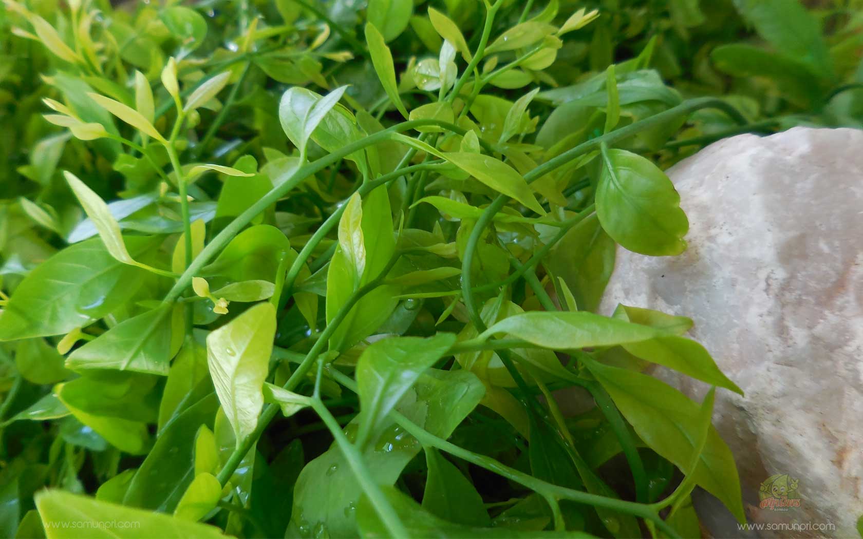 một loại rau là gì?