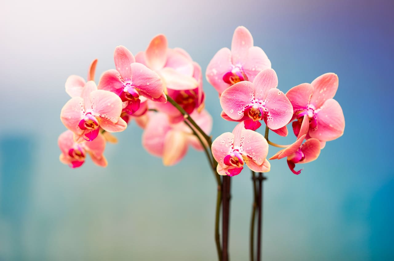 Tặng hoa lan có ý nghĩa gì?
