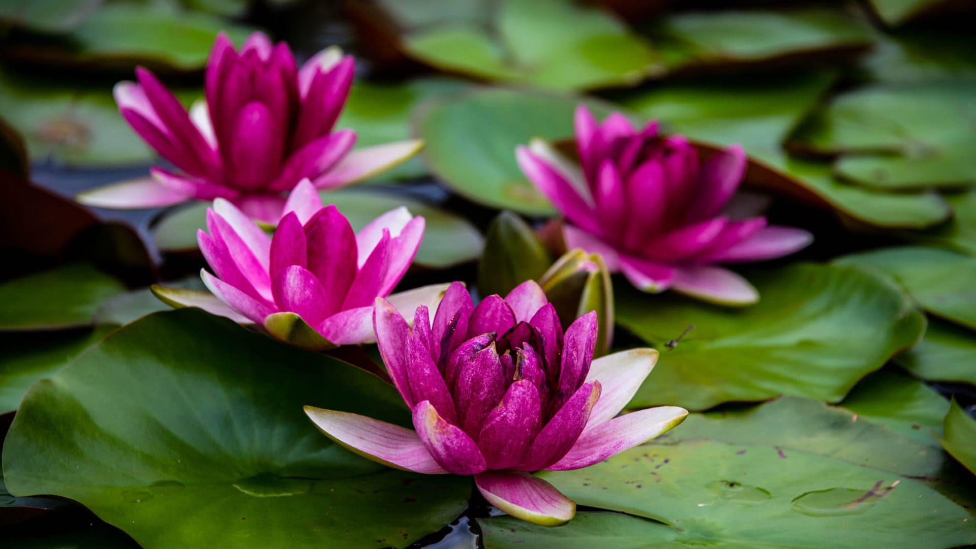 ý nghĩa hoa súng hồng