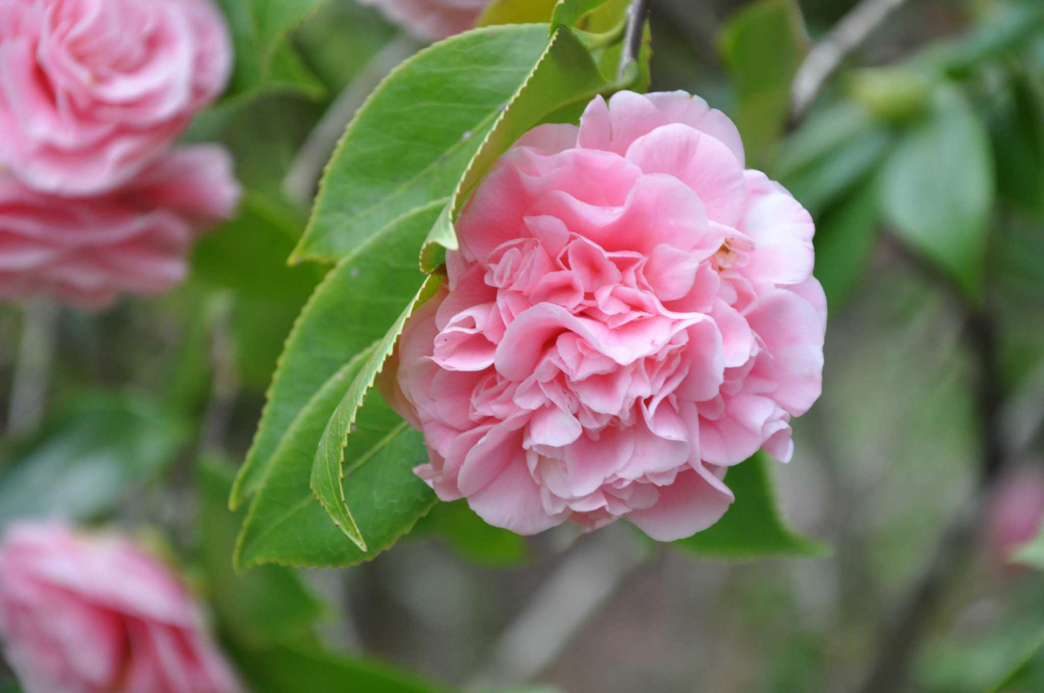 ý nghĩa hoa trà my rose