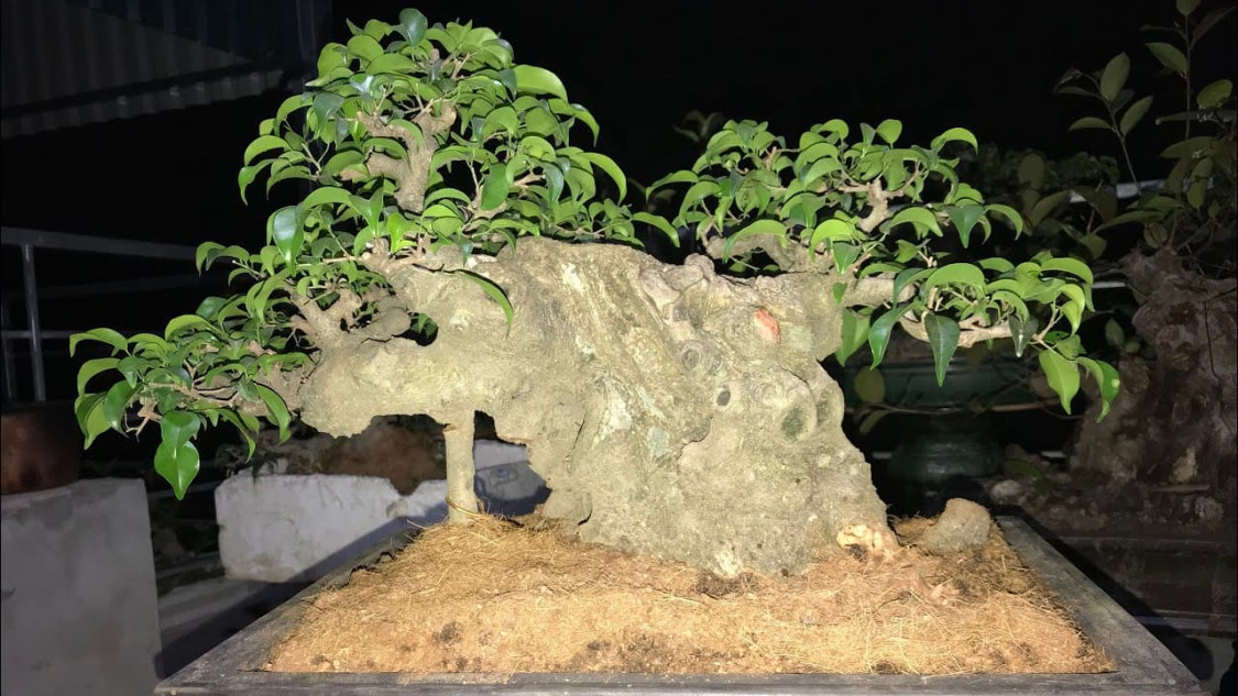 Dáng bonsai đại lâm mộc