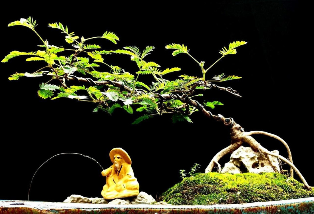 bonsai dáng tiên nữ 