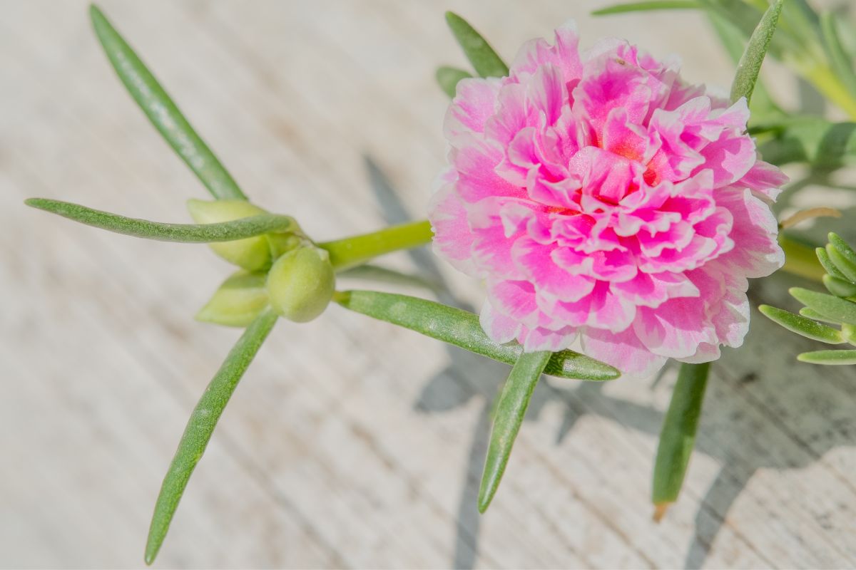 hoa mười giờ