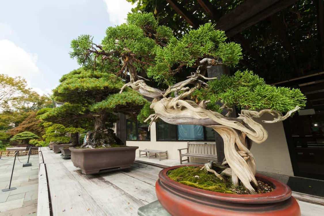 Cây bonsai là gì? Ý nghĩa phong thủy của các dáng cây bonsai
