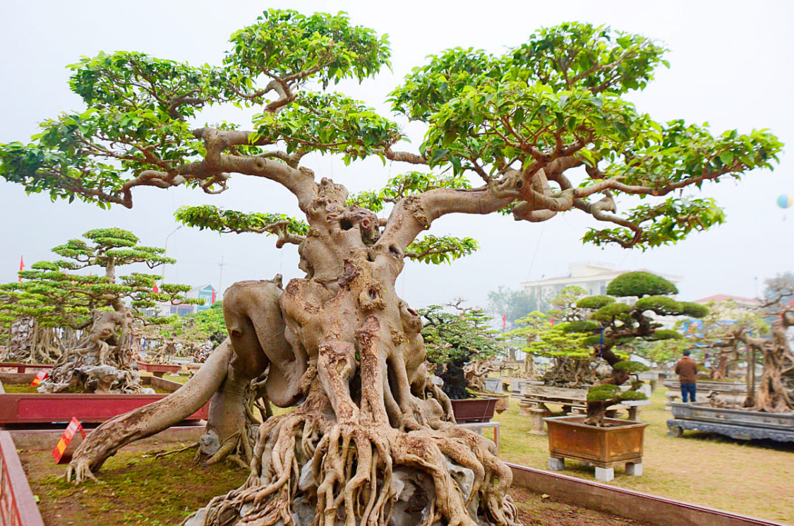 Dáng bonsai ngũ phúc 