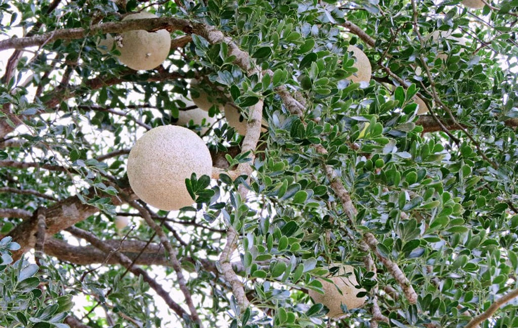 Trái cây đặc sản Trà Vinh