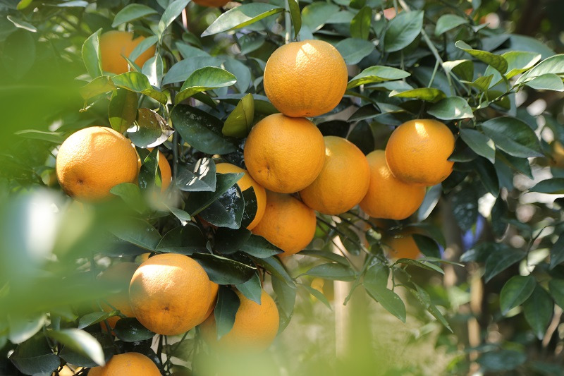 Xã Đoài Cẩm