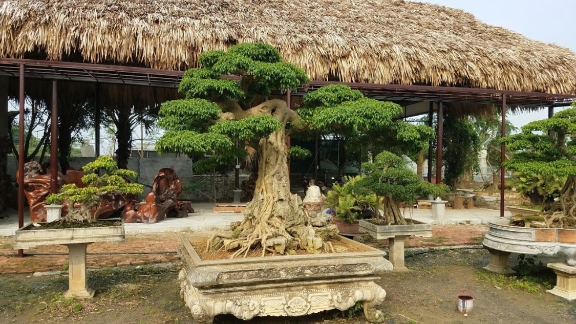  bonsai đại trượng phu 