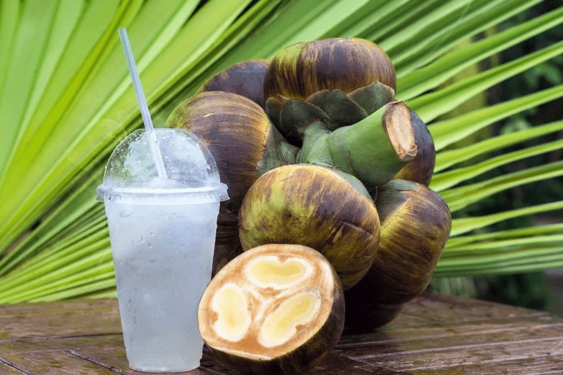 Cây Thốt Nốt: đặc điểm, công dụng như thế nào? - Vua Nệm