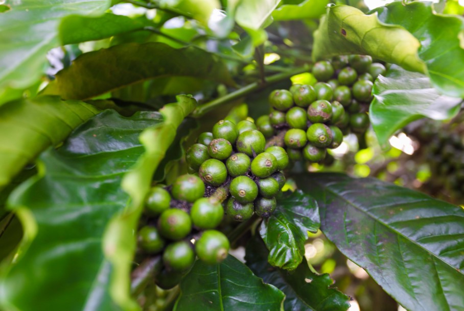 trồng cà phê hữu cơ