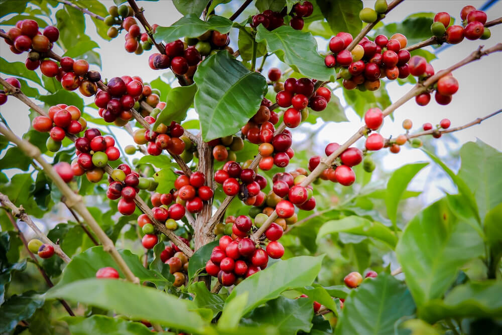 Cà phê Mít được trồng nhiều ở Quảng Trị, Kon Tum, Gia Lai và Tây Nguyên 