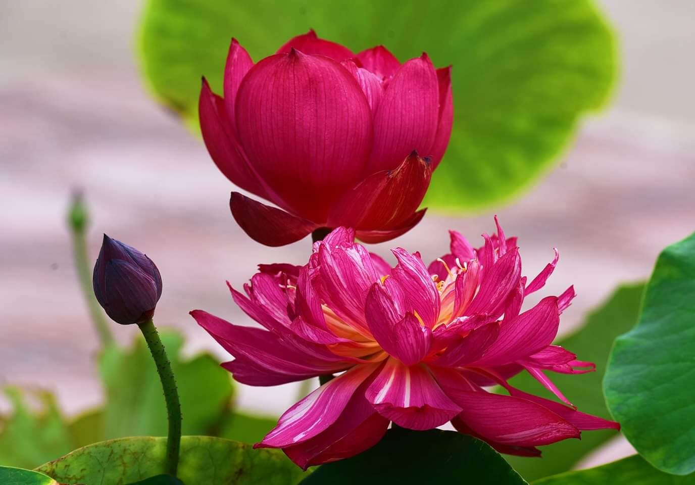 Hoa sen gắn liền với hình ảnh Đức Phật đản sinh