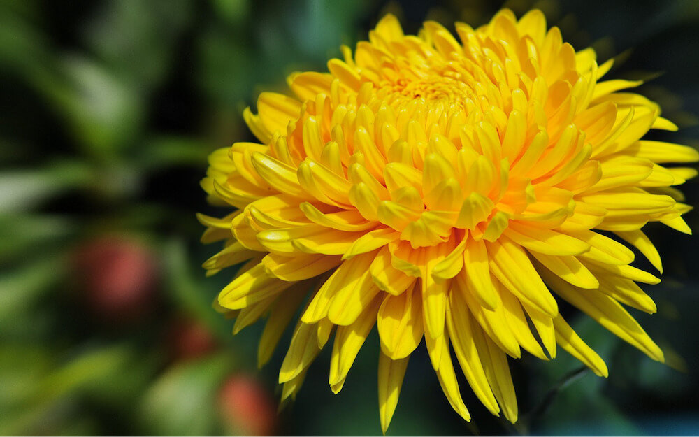 Hoa cúng Phật không thể thiếu hoa cúc vàng