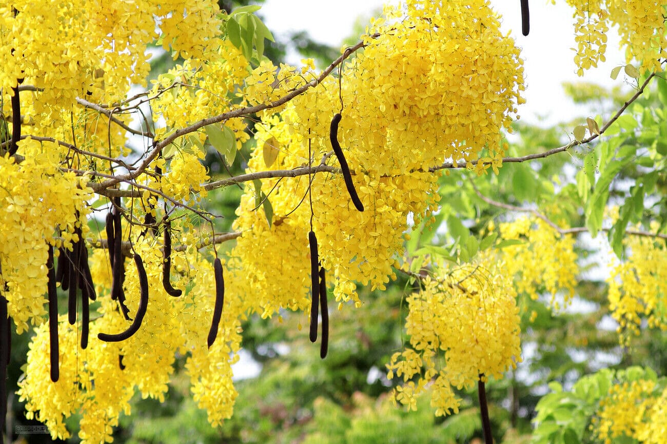 bò cạp vàng hoa