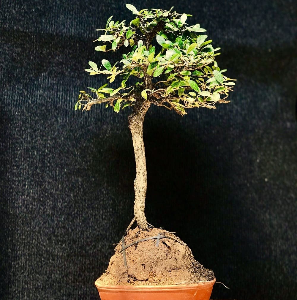 15 Ý TƯỞNG TẠO HÌNH CÂY BONSAI ĐỘC ĐÁO  Công Ty TNHH MTV Đầu tư phát triển  và Dịch vụ HVNNVN