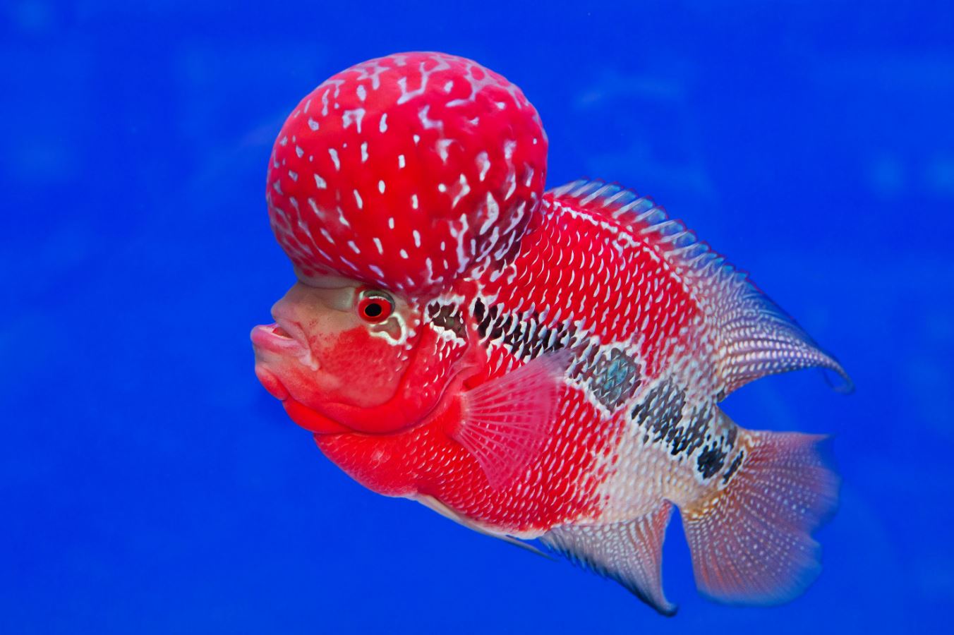 Cách nuôi cá La Hán đúng kĩ thuật giúp cá nhanh lên đầu lên màu đẹp