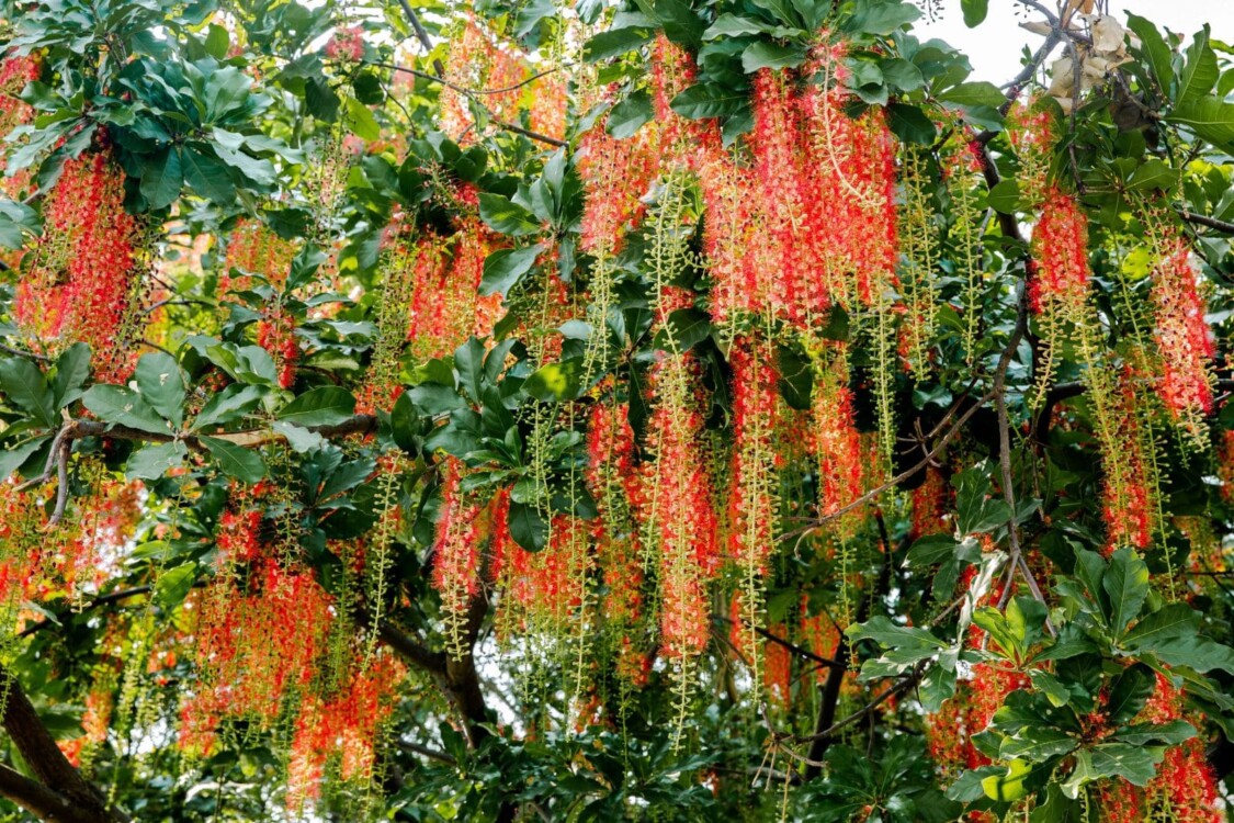 Hoa lộc vừng nở tháng 4